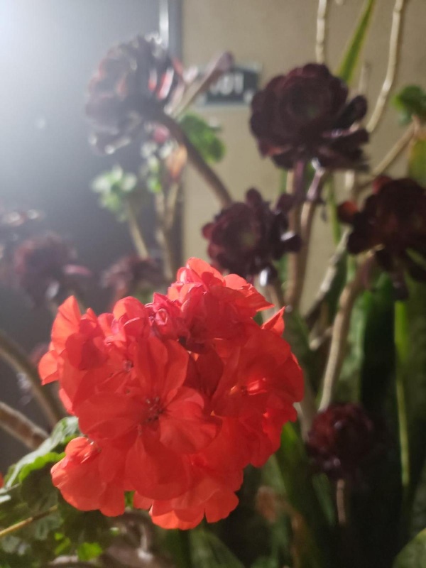 Portofino Inn Burbank image 4